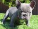 French Bulldog Puppies for sale in 1031 Walnut Ave, Fremont, CA 94536, USA. price: $1,500