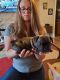 French Bulldog Puppies for sale in Albany, NY, USA. price: $3,500