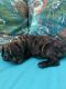 French Bulldog Puppies for sale in Rochester, NY, USA. price: $2,000