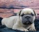 French Bulldog Puppies for sale in New Town Rd, Accra, Ghana. price: NA