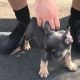 French Bulldog Puppies for sale in 2114 E Blossom St, Eagle Mountain, UT 84005, USA. price: NA