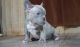 French Bulldog Puppies for sale in Lewiston, ME, USA. price: NA