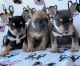 French Bulldog Puppies for sale in 29 Elk St, Albany, NY 12207, USA. price: $500