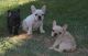 French Bulldog Puppies for sale in 89030 Fir Butte Rd, Eugene, OR 97402, USA. price: NA