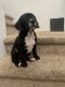 French Bulldog Puppies for sale in Santa Rosa, CA 95407, USA. price: NA