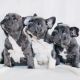 French Bulldog Puppies for sale in California Ave, Windsor, ON, Canada. price: $1,500