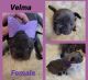 French Bulldog Puppies for sale in Orange, TX, USA. price: $4,500