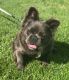 French Bulldog Puppies for sale in Sloatsburg, NY 10974, USA. price: NA