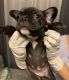 French Bulldog Puppies for sale in Maineville, OH 45039, USA. price: NA