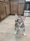 French Bulldog Puppies for sale in Bradenton, FL 34211, USA. price: NA