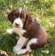 French Spaniel Puppies for sale in Beaver Creek, CO 81620, USA. price: NA