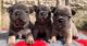 French Spaniel Puppies for sale in Dallas, TX, USA. price: NA