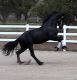 Friesian Horse Horses for sale in Texas City, TX, USA. price: $4,000