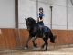 Friesian Horse Horses for sale in Capitol Hill, Seattle, WA, USA. price: NA