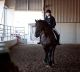 Friesian Horse Horses for sale in Calgary, AB, Canada. price: $3,000