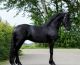 Friesian Horse Horses for sale in Aucklands, 3524 JJ Utrecht, Netherlands. price: 6600 EUR