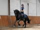 Friesian Horse Horses for sale in Seattle Ferry Terminal, Seattle, WA 98104, USA. price: NA