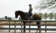 Friesian Horse Horses for sale in Texas City, TX, USA. price: $6,500