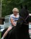 Friesian Horse Horses for sale in Willow Park, Calgary, AB T2J, Canada. price: $7,000