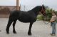 Friesian Horse Horses for sale in Austin, TX, USA. price: NA