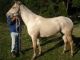 Friesian Horse Horses for sale in Accomac, VA 23301, USA. price: NA