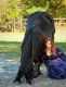 Friesian Horse Horses for sale in Vancouver, BC, Canada. price: $2,500