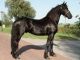 Friesian Horse Horses for sale in Lewis Center, OH, USA. price: $950