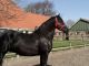 Friesian Horse Horses for sale in Columbus, OH 43215, USA. price: NA