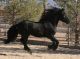 Friesian Horse Horses for sale in Los Angeles, CA, USA. price: $3,500