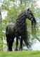 Friesian Horse Horses for sale in 3303 Rice St, Lihue, HI 96766, USA. price: $21,900