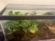 Frog Amphibians for sale in Buckley, WA, USA. price: NA