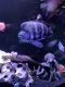 Frontosa cichild Fishes