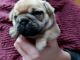 Fruggle Puppies for sale in Rapid City, SD, USA. price: NA