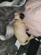Fruggle Puppies for sale in Cockeysville, MD 21030, USA. price: NA
