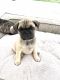 Fruggle Puppies for sale in Eastvale, CA, USA. price: NA