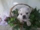 Fruggle Puppies for sale in 3571 Township Rd 124, Millersburg, OH 44654, USA. price: NA
