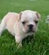 Fruggle Puppies for sale in Columbus, OH, USA. price: NA