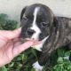 Fruggle Puppies for sale in Canton, OH, USA. price: NA