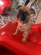 Fruggle Puppies for sale in Allentown, PA 18102, USA. price: NA
