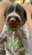 German Longhaired Pointer Puppies for sale in Paola, KS 66071, USA. price: $850