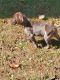 German Longhaired Pointer Puppies