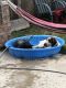 German Longhaired Pointer Puppies for sale in Chicago, IL 60631, USA. price: NA