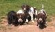 German Longhaired Pointer Puppies for sale in Michigan Ave, Inkster, MI 48141, USA. price: $500