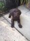 German Longhaired Pointer Puppies for sale in Atlanta, GA, USA. price: $275