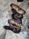 German Pinscher Puppies for sale in Hedgesville, WV, USA. price: $600