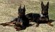 German Pinscher Puppies for sale in Corona, CA, USA. price: NA