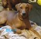 German Pinscher Puppies for sale in Columbiana County, OH, USA. price: $500