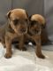 German Pinscher Puppies for sale in Westminster, MD 21157, USA. price: $500