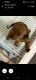 German Pinscher Puppies for sale in Columbia, MD, USA. price: $500