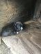 German Pinscher Puppies for sale in Centreville, MS 39631, USA. price: $1